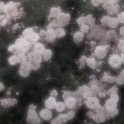 rrrrrの画像