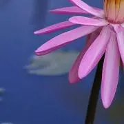 ゆり