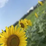 ゆっぴの画像