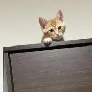 はるかの画像