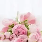 lilyの画像