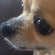 しょこすと‪ ·͜·の画像