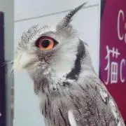 さつお