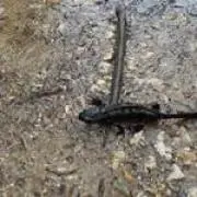 けんけん