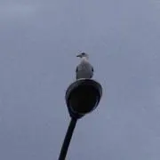 みゃー