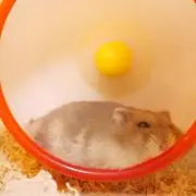 Cookieの画像