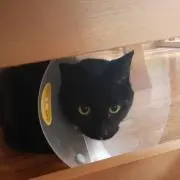 のえる