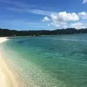 ✿ハイビスカス✿の画像