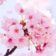 桜姫♪の画像