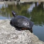 ちゃん※プロフ必読の画像