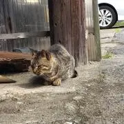 さくの画像