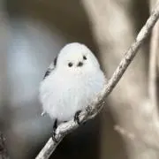 シマエナガMの画像