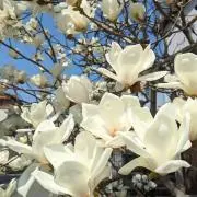 ボンの画像