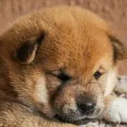 きなこ