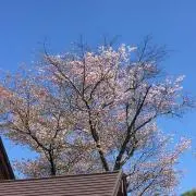 かりん