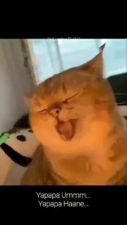 ここちのの画像