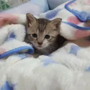 まっばら