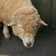 ひつじの画像