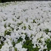 ゆたゆたの画像