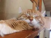 りんちゃん（購入前にコメント必須）の画像