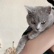 ふくさんの画像