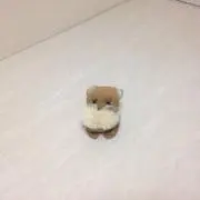 キツネの画像