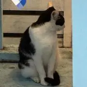 ショップ菊池猫の画像