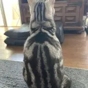 りんたの画像