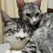 なーちの画像