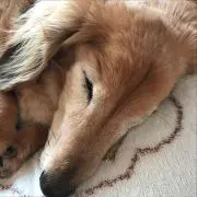 yoshi