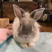 Shachiの画像
