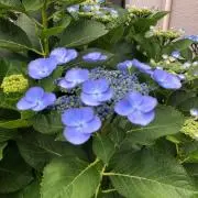 Shiragikuの画像