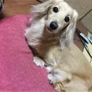 狼