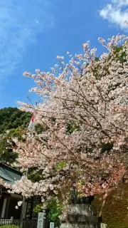 しま