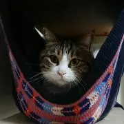 たんぽぽ