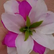 天使のマミーの画像