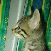 たろの画像