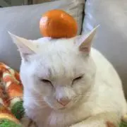 クロメロンの画像