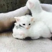 アンジュの画像