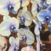にゃむ