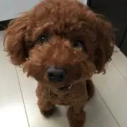 なつみかん