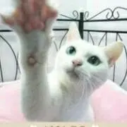 しろねこ