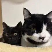 まいまい