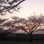 きちの画像