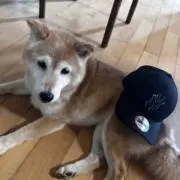 道鉄の画像