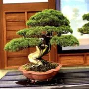 23BONSAI-ATELIERの画像