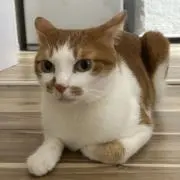 Dekechanの画像