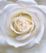 仕事サボリエンヌの画像