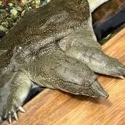 ササミンの画像
