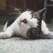 シエンタの画像